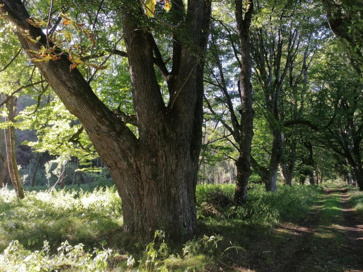Na Pekarne Lägenhet Železná Ruda Exteriör bild